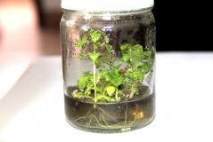 澳洲大花梨無(wú)性系開發(fā)生根瓶苗